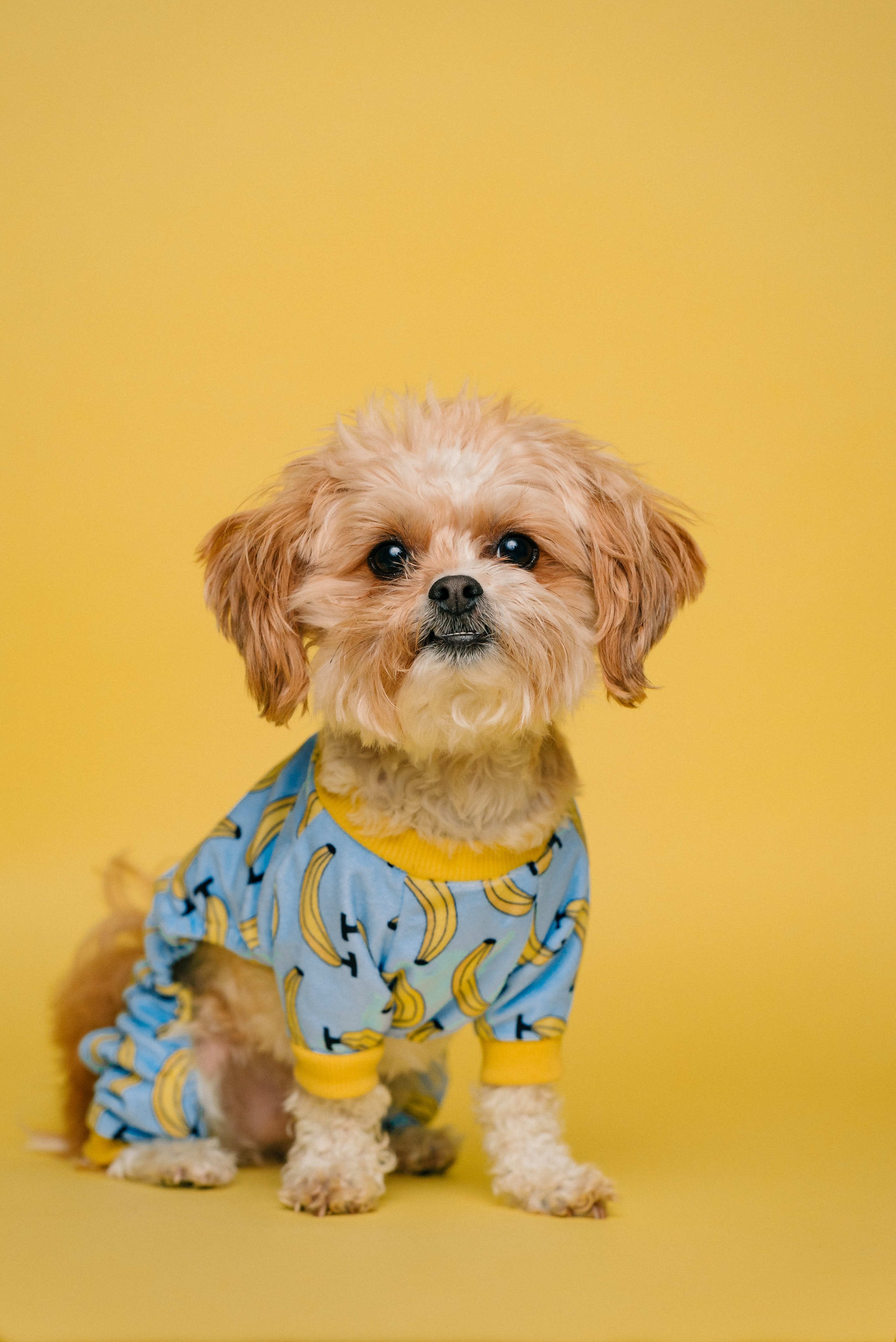 Small dog wearing banana-print pajamas, sitting in front of a yellow backdrop.